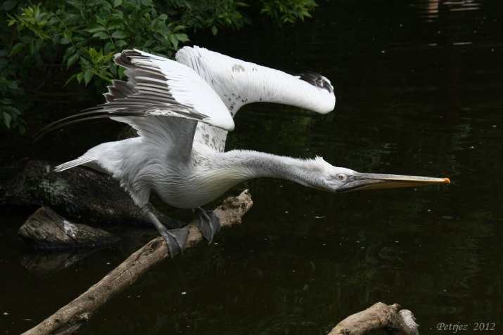 ZOO Pelikán