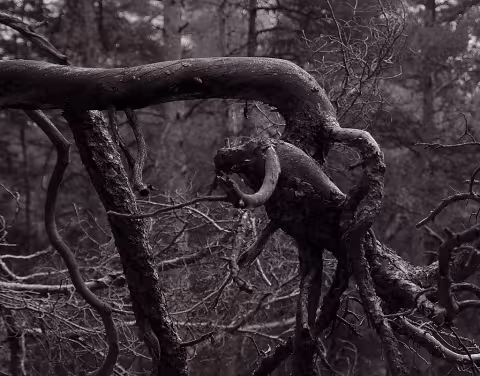 Torzo borovice, Fragment of pine