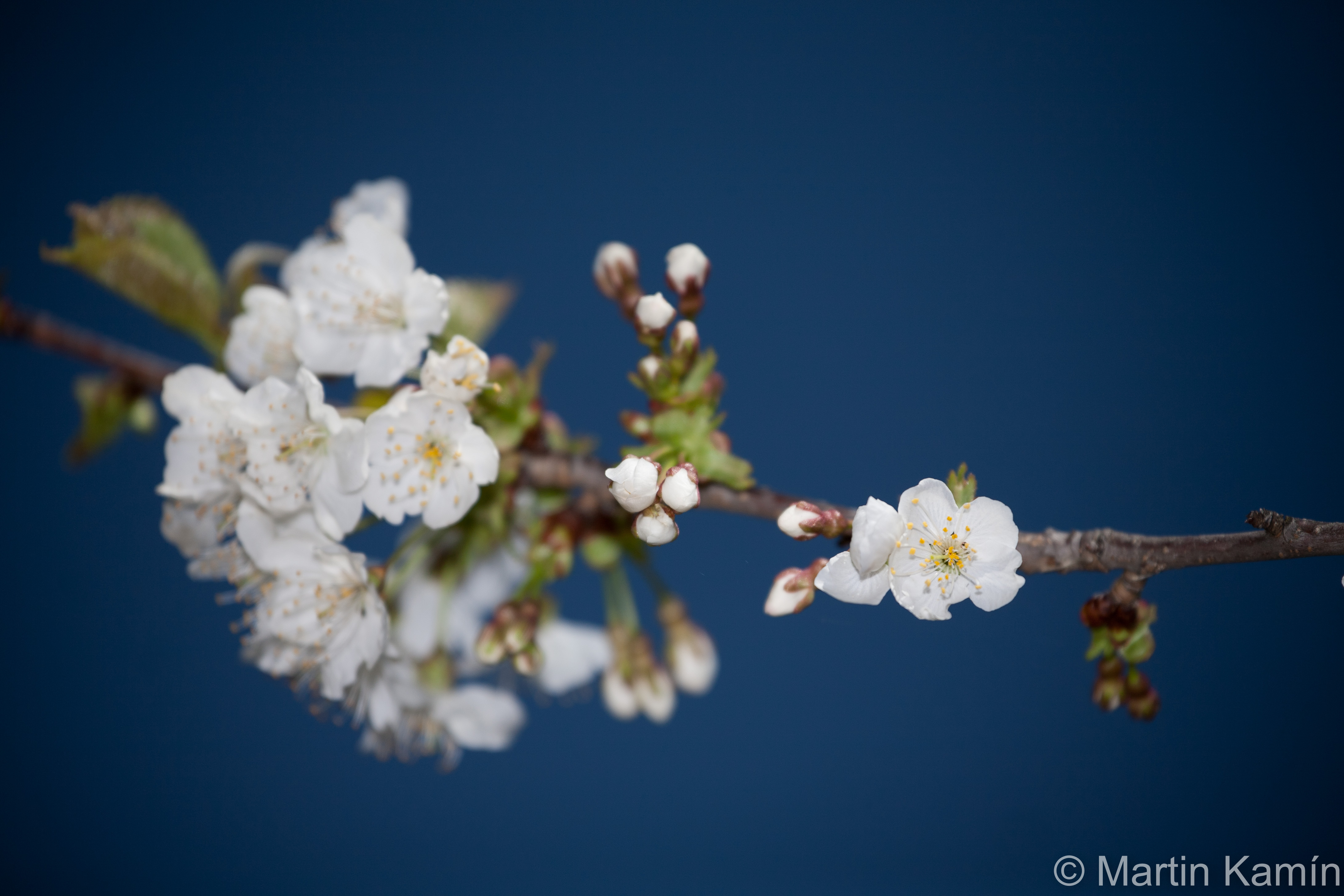 _MG_3352-5